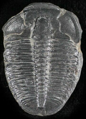 Elrathia Trilobite - Wheeler Shale, Utah #24807